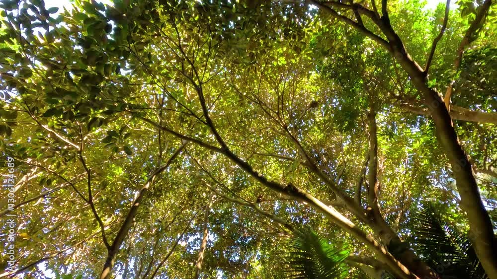 Sunlit Tree Canopy in Melbourne Zoo Sunlit Tree Canopy in Melbourne Zoo