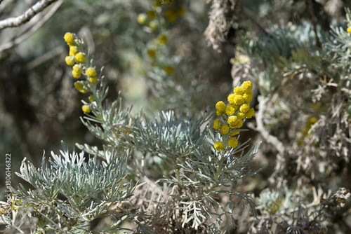 Strauch-Beifuß // Tree Wormwood, Silver Wormwood (Artemisia arborescens) - Kimolos, Kykladen, Griechenland