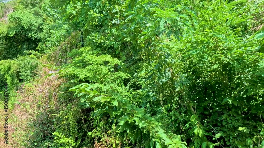 Lush Forest Path in Kanchanaburi Lush Forest Path in Kanchanaburi