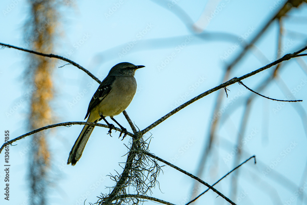 Northern Mockingbird perched on the branch of a tree. Northern Mockingbird perched on the branch of a tree.