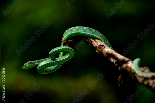 green snake on the three