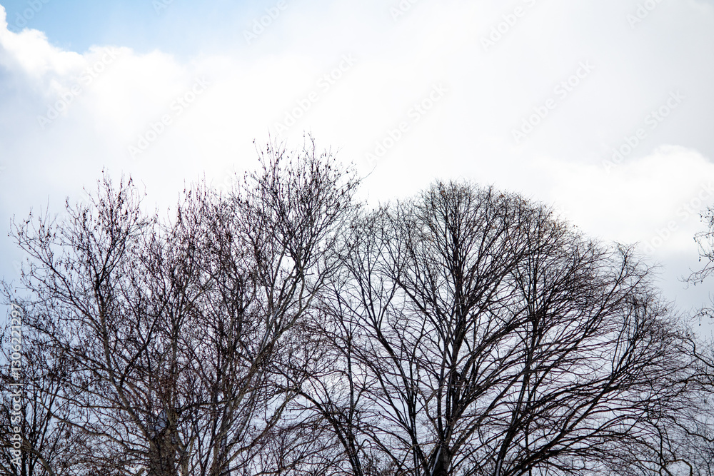 Deciduous tree on blue and cloudy sky background. Tree silhouettes. Big white clouds. Copy space, blank, empty. Deciduous tree on blue and cloudy sky background. Tree silhouettes. Big white clouds. Copy space, blank, empty.