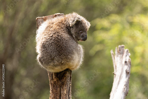 Photography A Baby Koala (phascolarctos cinereus) - known as a Joey.