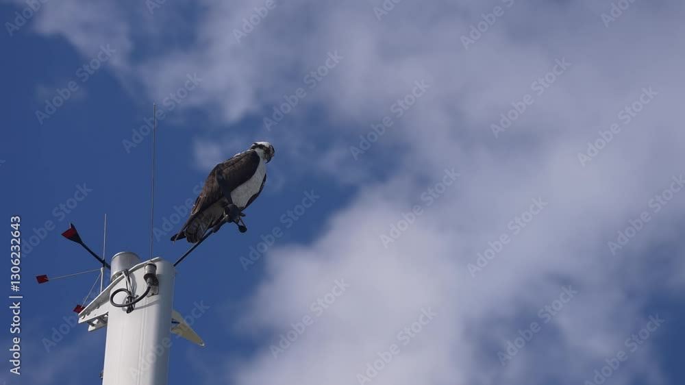 Osprey Standing on top of Sailboat Calling, Florida 4k Osprey Standing on top of Sailboat Calling, Florida 4k