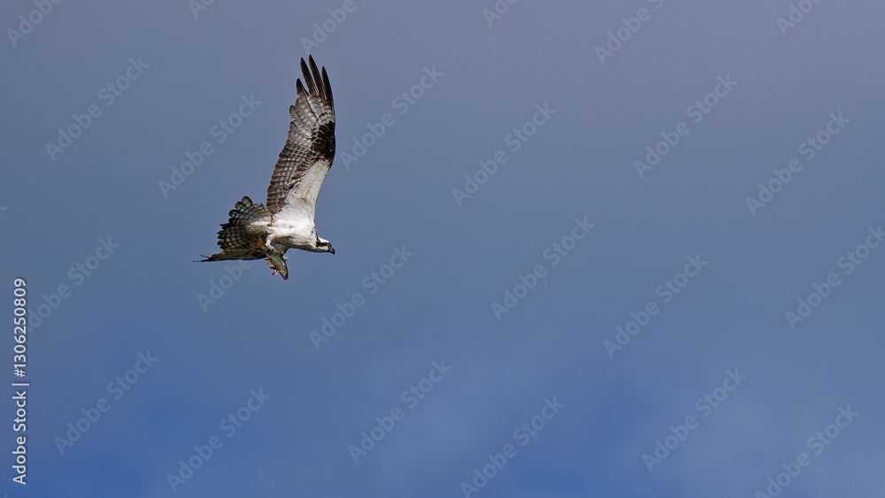 Osprey in flight with fish against blue sky Osprey in flight with fish against blue sky