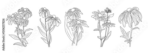 Set Black-eyed Susan flowers with leaves and buds line art vector botanical illustrations isolated on white background. Contour Rudbeckia flower design for logo, tattoo, wall art, branding, packaging.
