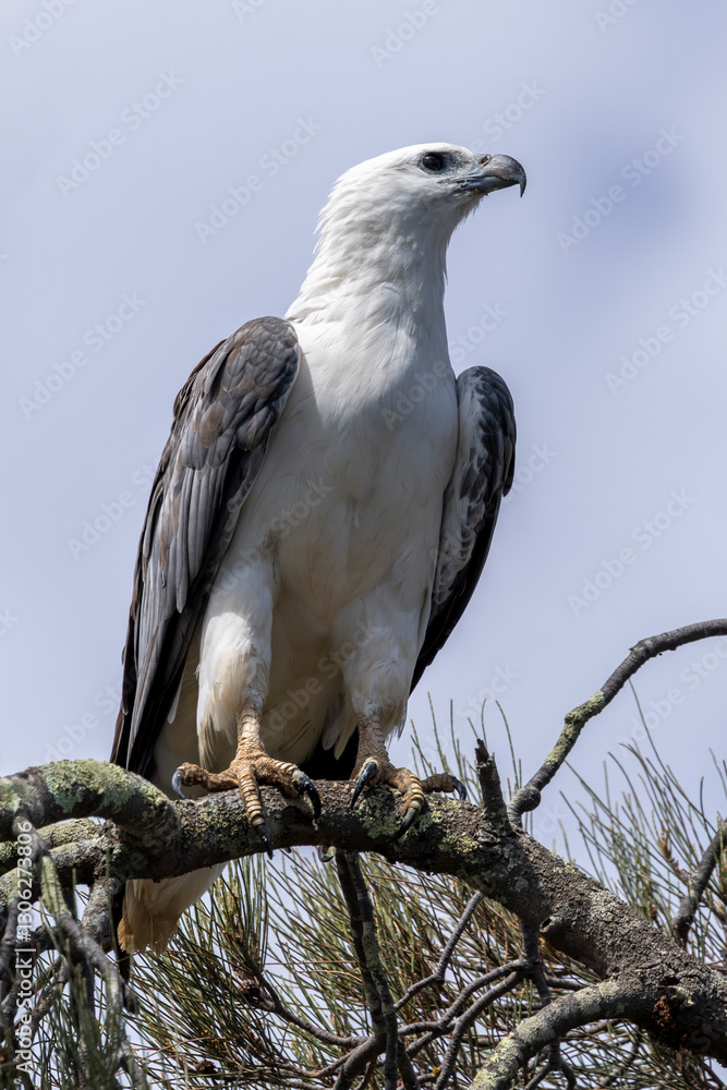 Fototapeta premium White-bellied Sea Eagle