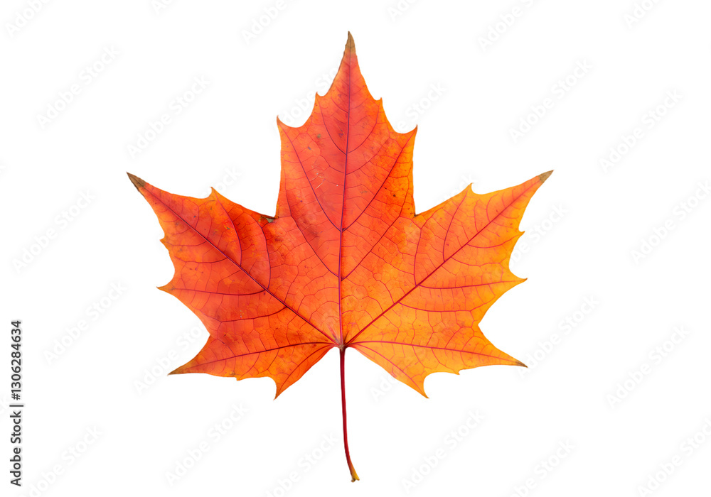 Vibrant Orange Maple Leaf Displaying Intricate Veins on a Black Background Ideal for Autumn Nature Themes and Decoration Vibrant Orange Maple Leaf Displaying Intricate Veins on a Black Background Ideal for Autumn Nature Themes and Decoration