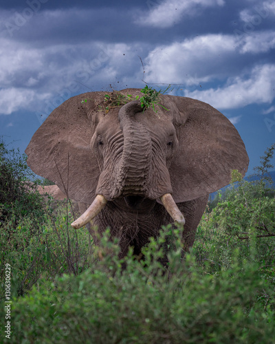 Photography Tuskers of Amboseli
