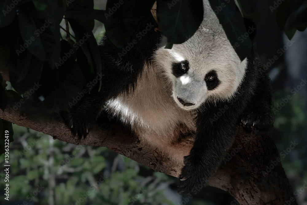 Obraz premium panda, species, wild, wild animal, zoo, animal, asia, bear, bear panda, black and white, charming, China, cute, endangered, fluffy, fun, fun animals, giant, giant panda, mammal, nature,