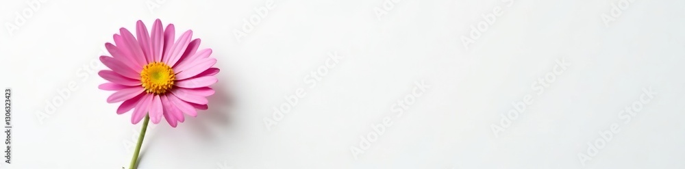 Minimalist composition with single aster flower on white, bloom, white background, single Minimalist composition with single aster flower on white, bloom, white background, single