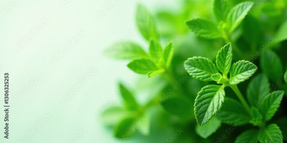 Close-up view of vibrant green leaves, showcasing their intricate details and fresh appearance against a soft, blurred background. Close-up view of vibrant green leaves, showcasing their intricate details and fresh appearance against a soft, blurred background.
