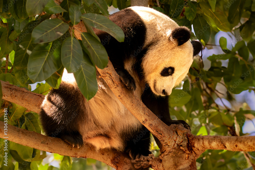 Obraz premium Ailuropoda melanoleuca, angry bear, animal, animal wildlife, asia, bear, china east asia, cute, endangered species, fangs, giant panda, mouth, nature, one animal, panda - animal, endangered