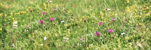 wild alpine  flowers blooming in a meadow in alpine mountain