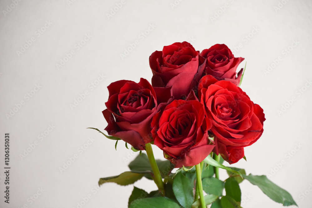 Fototapeta premium 赤い薔薇