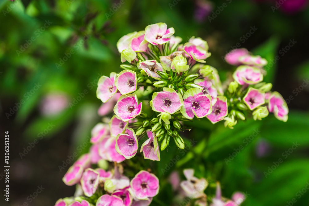 custom made wallpaper toronto digitalBlooming phlox in the garden. Shallow depth of field.