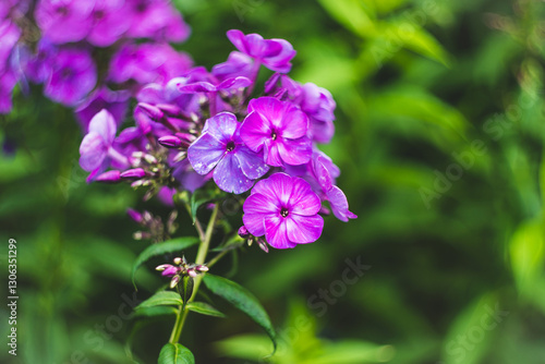 Wallpaper Mural Blooming phlox in the garden. Shallow depth of field. Torontodigital.ca