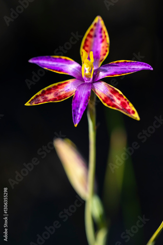 Foto Northern Queen of Sheba Orchid