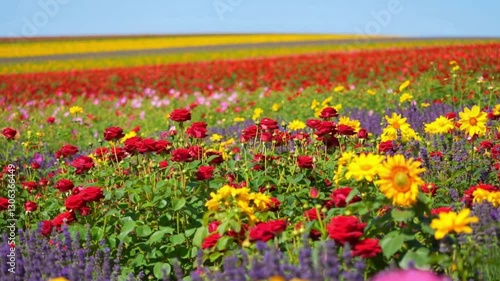 flower
