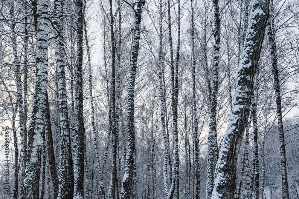Birch grove after a snowfall on a winter cloudy day. Birch branches covered with snow. Birch grove after a snowfall on a winter cloudy day. Birch branches covered with snow.