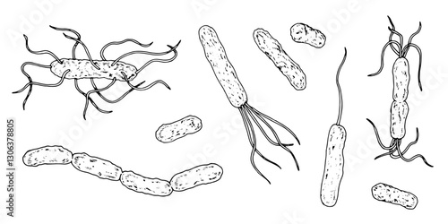 Vector illustration of various bacteria types in black and white. Hand drawn microscopic organisms, including bacilli, streptobacilli, diplobacilli. For medical, hygiene and infection related designs