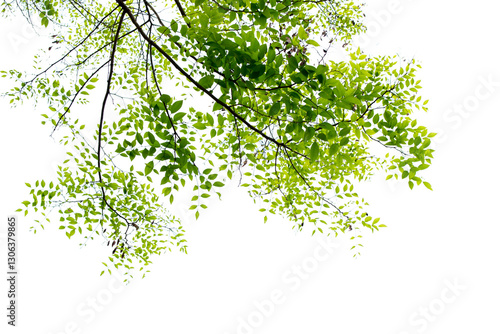 A tree with green leaves is in the foreground of a white background. The tree is tall and has a lot of leaves