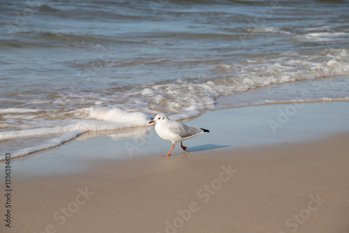 Mewa na plaży