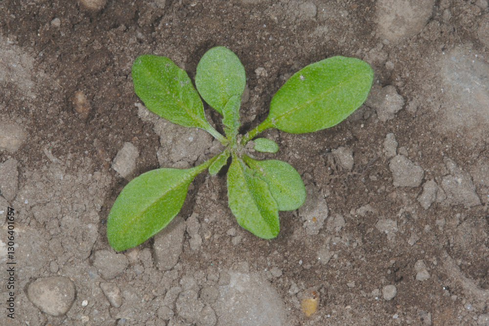 Naklejka premium Hirtentäschel, Gewöhnliches, Capsella bursa-pastoris