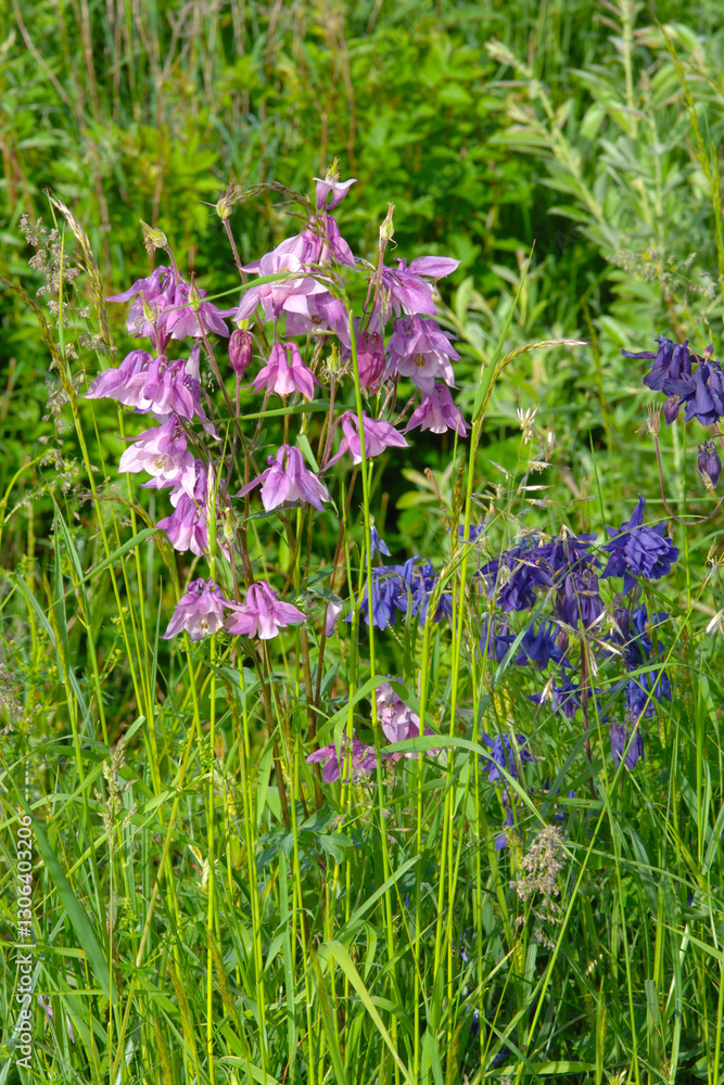 Fototapeta premium Gewöhnliche Akelei, Aquilegia vulgaris