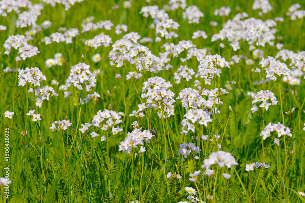 Fototapeta premium Wiesen-Schaumkraut, Cardamine pratensis