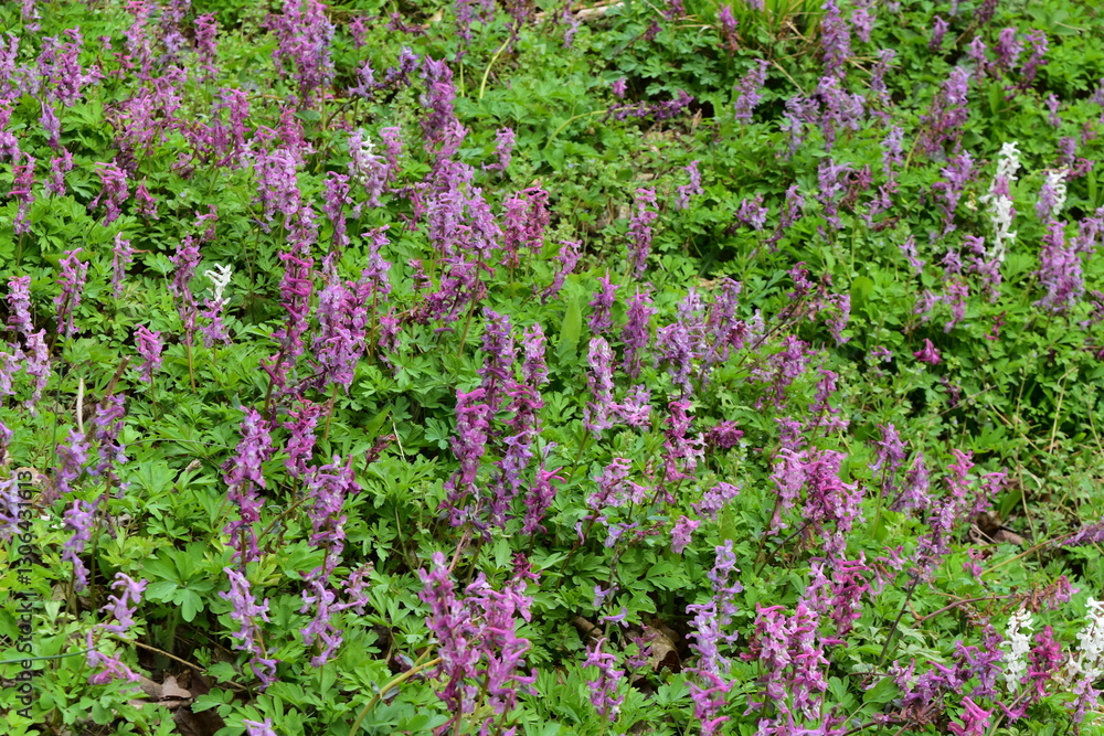 Fototapeta premium Hohler Lerchensporn, Corydalis cava