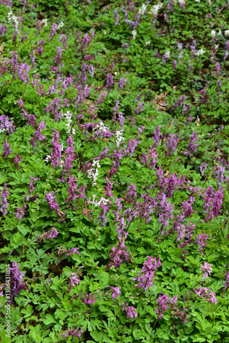 Hohler Lerchensporn,  Corydalis cava