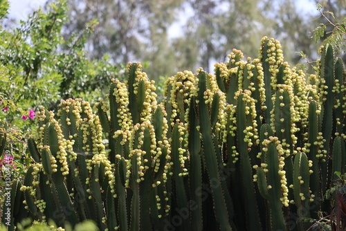 Cactus in Fuerteventura