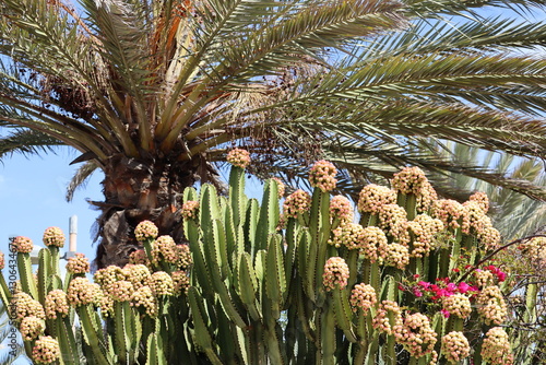 Cactus in Fuerteventura