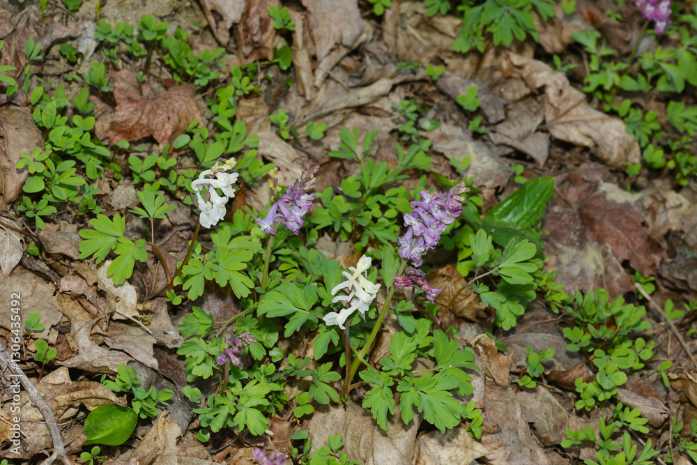 Hohler Lerchensporn, Corydalis cava Hohler Lerchensporn, Corydalis cava