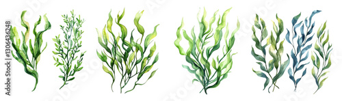 Watercolor set of green algae png. Green underwater plants. Concept of algae, underwater greenery, sea and ocean, river rolls, etc. Elements for design of marine and natural themes.