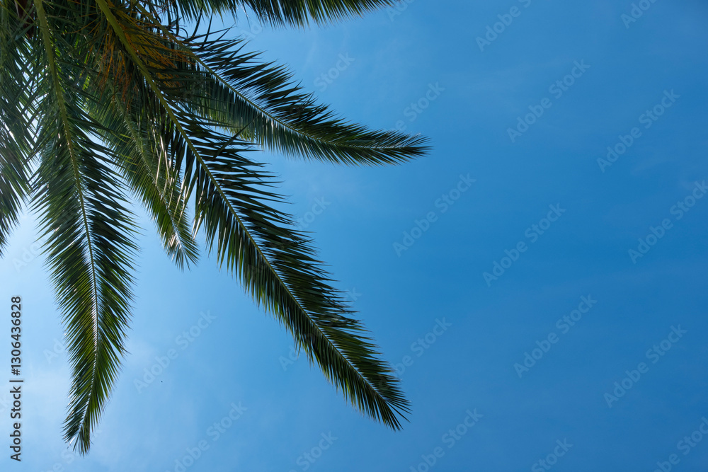 vibrant green palm leaf captures essence of tropical getaways and relaxation, Symbol of paradise, natural beauty vibrant green palm leaf captures essence of tropical getaways and relaxation, Symbol of paradise, natural beauty