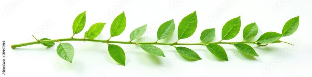 Focused green stem with leaves isolated on white background, stem, foliage, green Focused green stem with leaves isolated on white background, stem, foliage, green