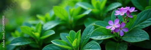 Wallpaper Mural large leafy green foliage provides a stunning backdrop for small clusters of purple flowers, foliage, evergreen Torontodigital.ca