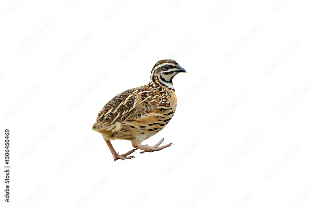 Male Rain Quail isolated on white background Male Rain Quail isolated on white background