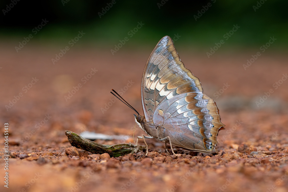 Obraz premium Brown butterfly is sucking nutrients