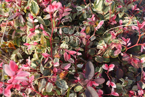 Flowers in Fuerteventura