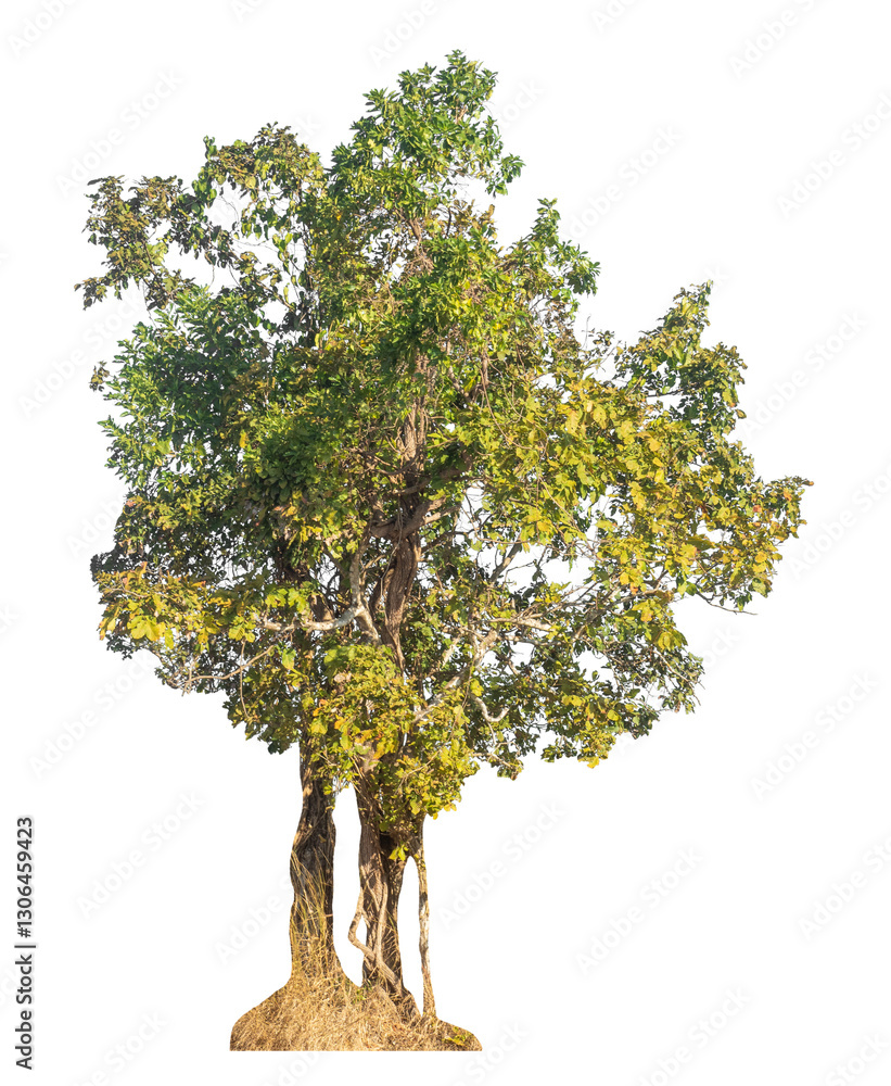 Obraz premium Single tree isolated on transparent background with clipping path and alpha channel