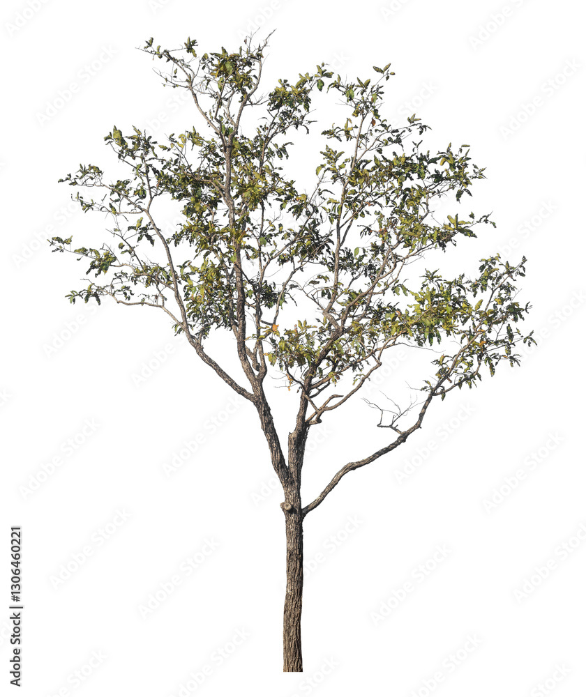 Fototapeta premium Single tree isolated on transparent background with clipping path and alpha channel