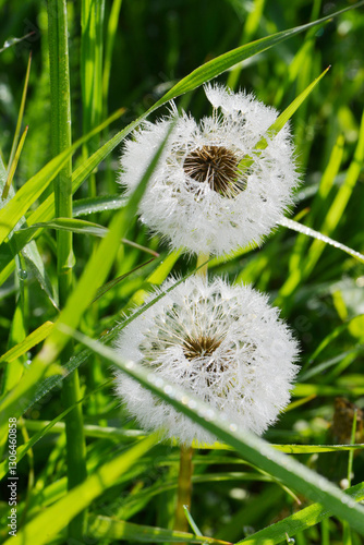 Gemeiner Löwenzahn,  Gemeine  Kuhblume,  Taraxacum officinale photo