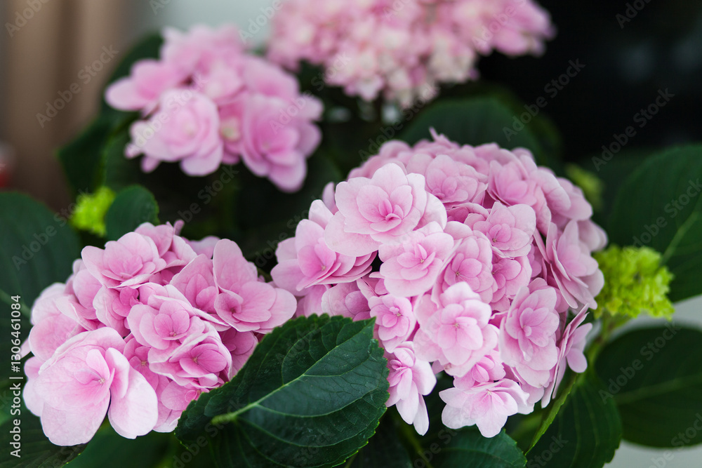 Hydrangea potted flowers blooming in home garden. Pink bushes blossom in spring and summer in town street, mini garden Hydrangea potted flowers blooming in home garden. Pink bushes blossom in spring and summer in town street, mini garden