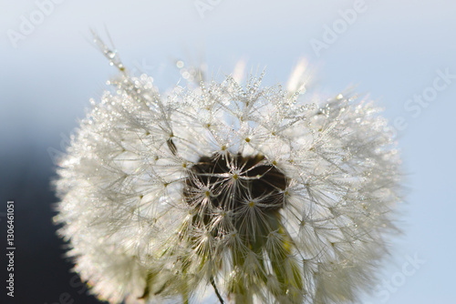 Gemeiner Löwenzahn,  Gemeine  Kuhblume,  Taraxacum officinale photo