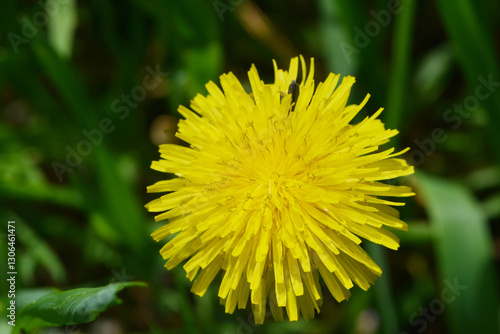 Gemeiner Löwenzahn,  Gemeine  Kuhblume,  Taraxacum officinale photo