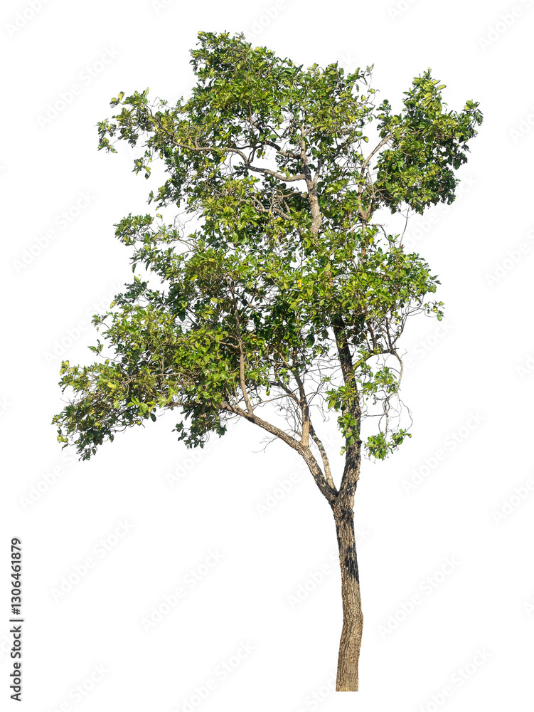 Single tree isolated on transparent background with clipping path and alpha channel