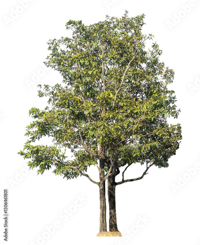 Foto Single tree isolated on transparent background with clipping path and alpha chan